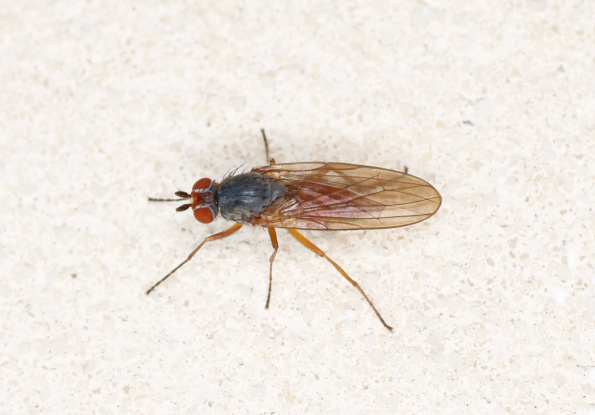 Heleomyzidae: Heteromyza sp.